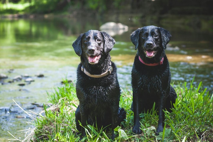 垂れ耳,犬種,立ち耳,進化,飼い方