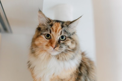 【猫図鑑】家猫の中では最大種!メインクーンの魅力や特徴についてご紹介のアイキャッチ画像