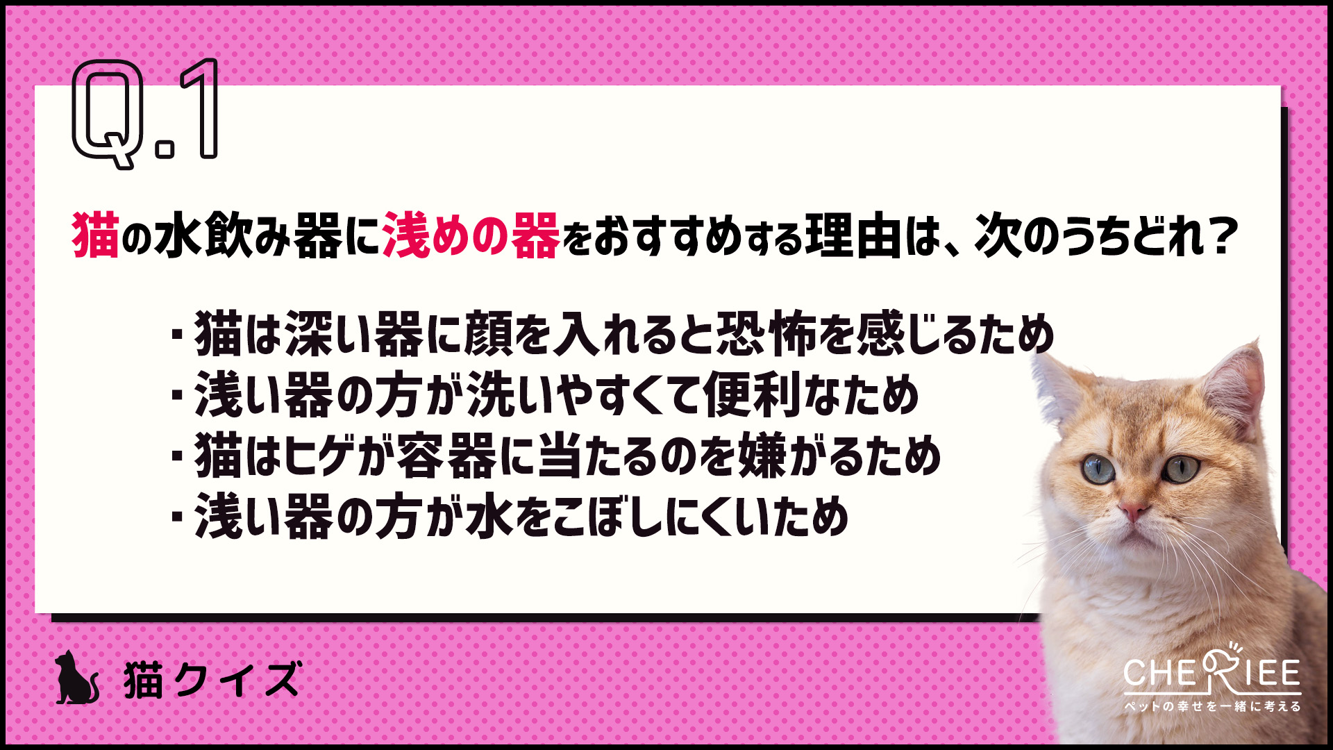 【クイズ】猫に好まれる水飲み器やその設置方法を知ろう！