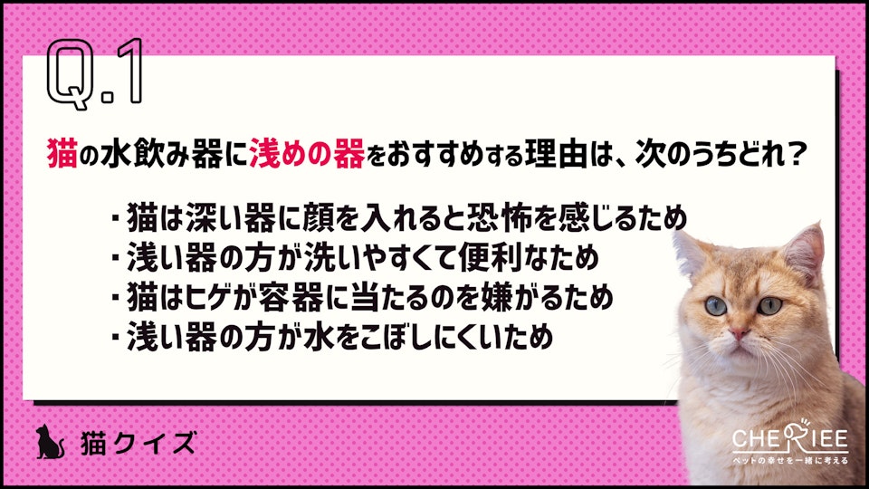 【クイズ】猫に好まれる水飲み器やその設置方法を知ろう!
