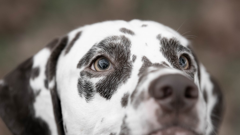 私たち(CHERIEEあにまるマガジン)について
