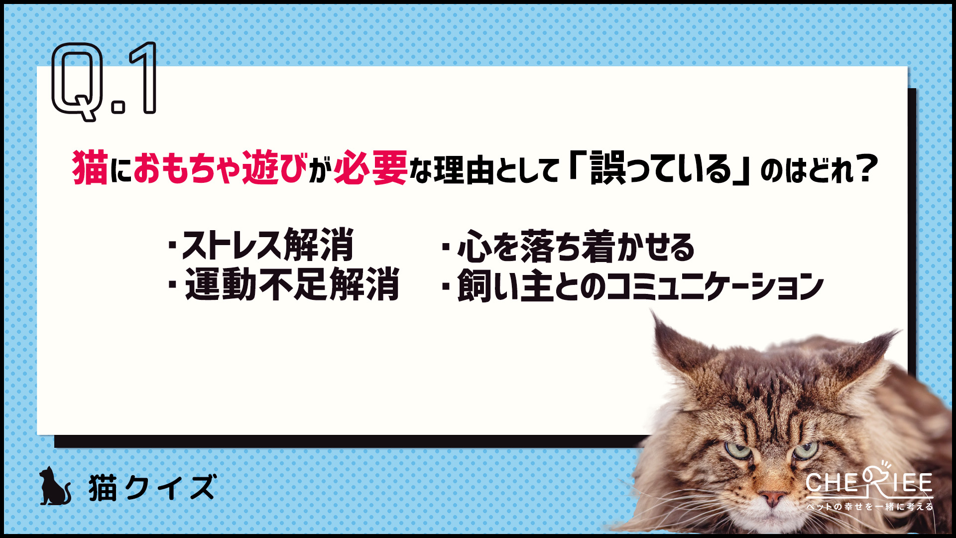 【クイズ】猫にはおもちゃ遊びが必要？その理由とは