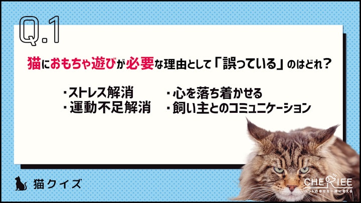 【クイズ】猫にはおもちゃ遊びが必要？その理由とはのアイキャッチ画像