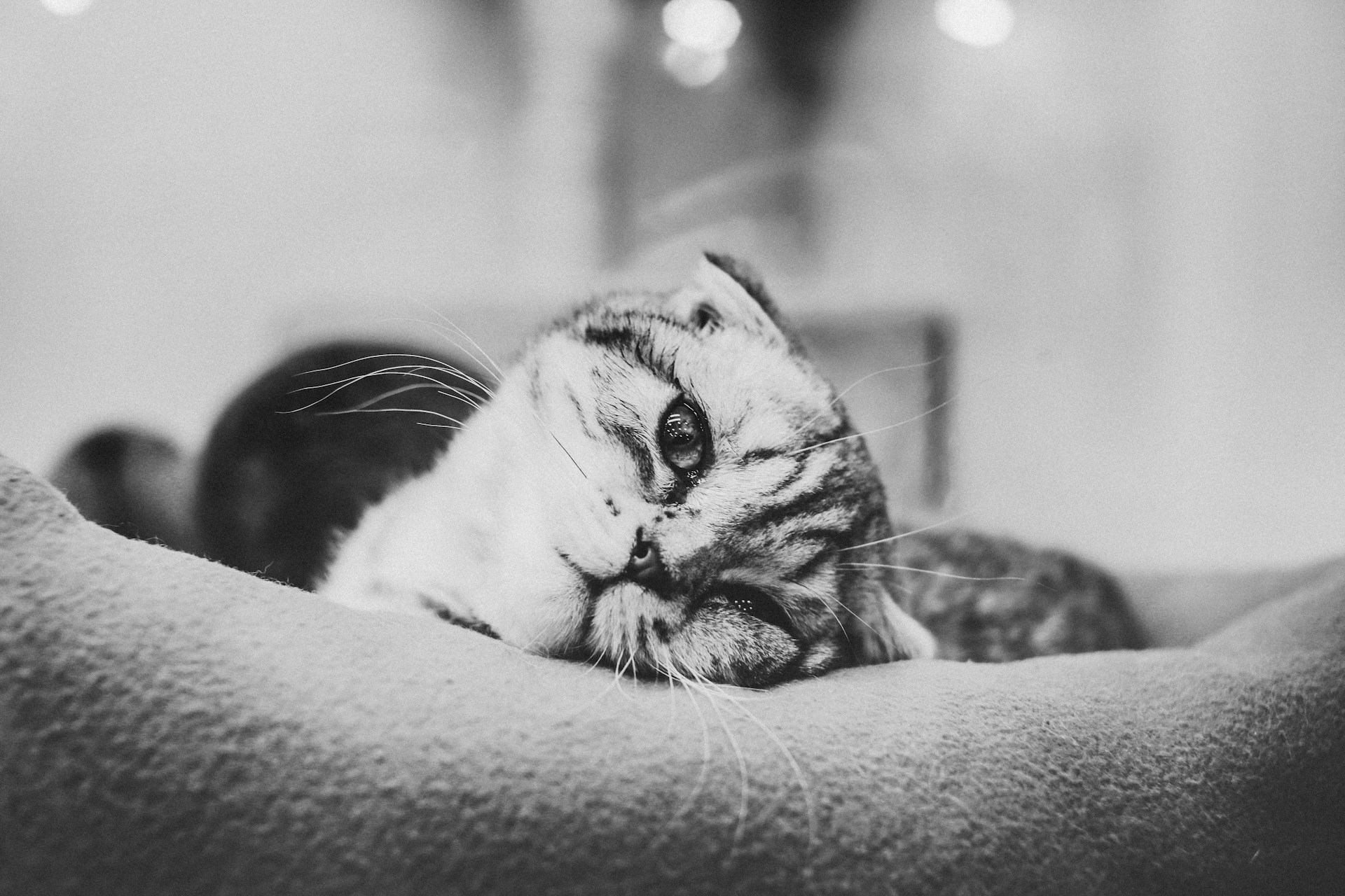 いつか訪れる愛猫との別れ　大切な家族を看取る日のために