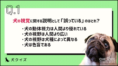 【クイズ】犬は目が悪いってホント？人間よりも優れた能力ものアイキャッチ画像