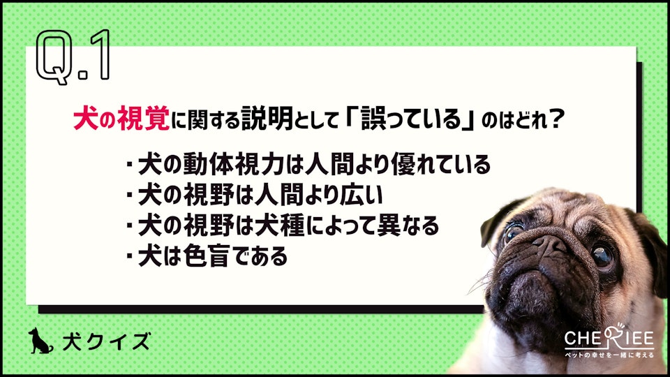 【クイズ】犬は目が悪いってホント?人間よりも優れた能力も