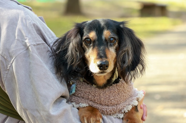 【獣医師監修】犬も認知症になる？好発年齢や予防法を解説のアイキャッチ画像