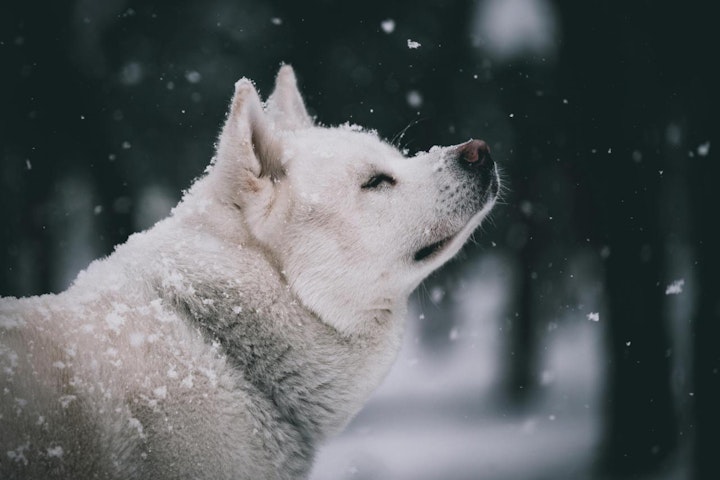 弥生時代,弥生犬,日本犬,犬の考古学,縄文時代,縄文犬