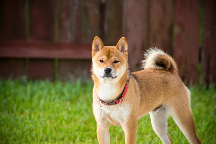 弥生時代,弥生犬,日本犬,犬の考古学,縄文時代,縄文犬