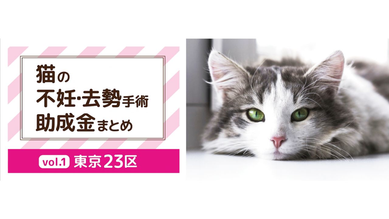 あなたの町の助成金はいくら？【東京23区内の猫の去勢・不妊手術の助成金（2024年7月現在）】
