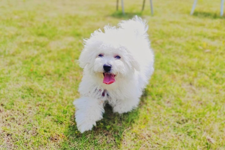 イタリア,イタリア原産,愛玩犬,牧羊犬,猟犬,番犬,軍用犬