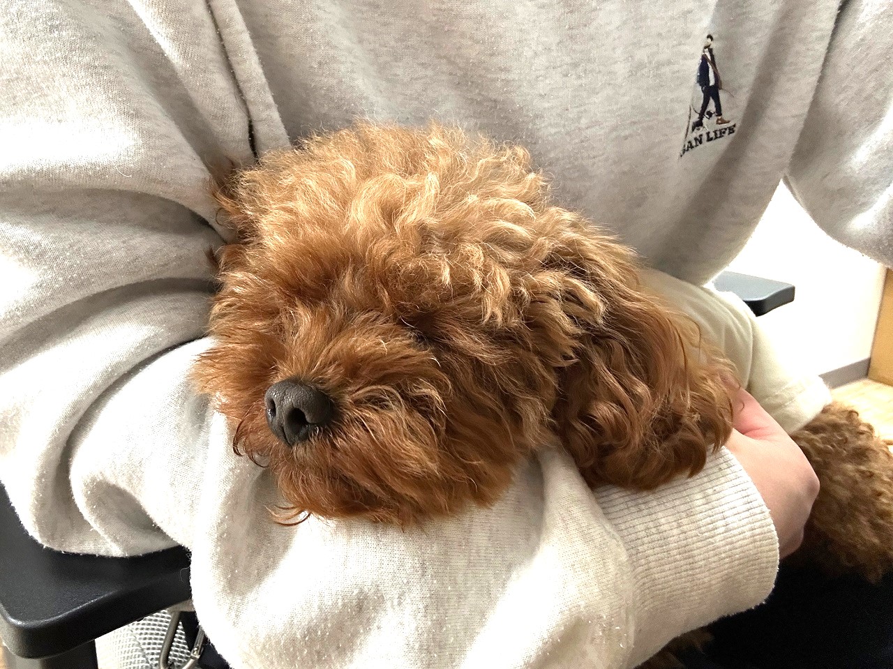 愛犬の睡眠は大丈夫？良質で適切な睡眠で健康になろう