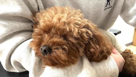 愛犬の睡眠は大丈夫?良質で適切な睡眠で健康になろうのアイキャッチ画像