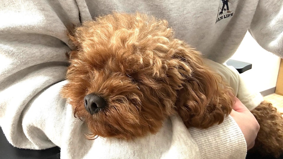 愛犬の睡眠は大丈夫?良質で適切な睡眠で健康になろう