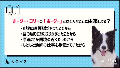 【犬種クイズ】ボーダー・コリーってどんな犬種?のアイキャッチ画像