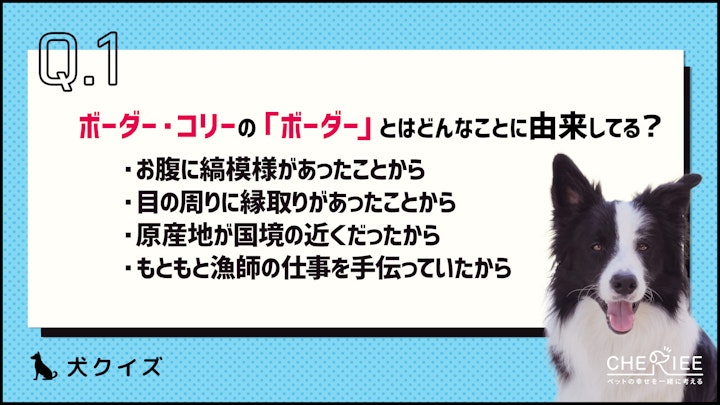 【犬種クイズ】ボーダー・コリーってどんな犬種？のアイキャッチ画像