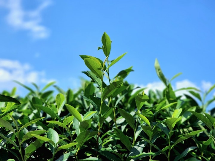 緑茶,カフェイン,カテキン,動物病院