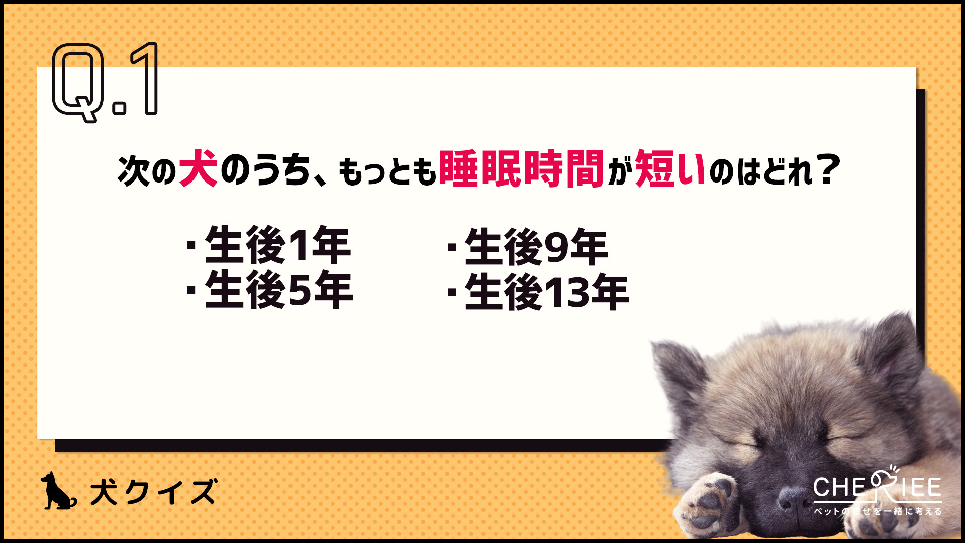 【クイズ】犬の睡眠時間ってどれくらい？年齢によって違うの？