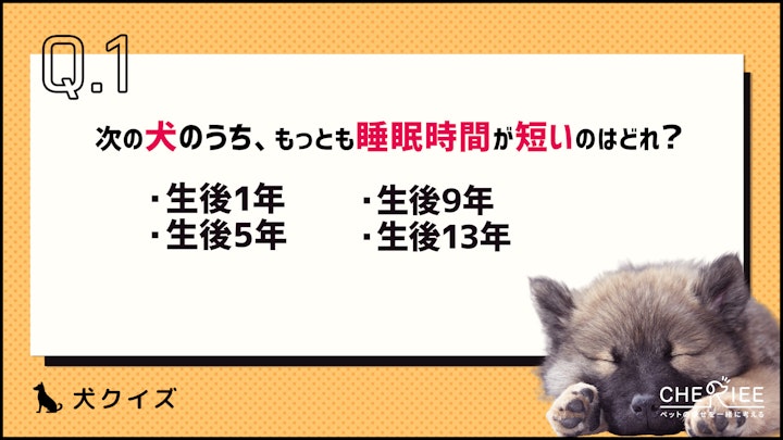 【クイズ】犬の睡眠時間ってどれくらい？年齢によって違うの？のアイキャッチ画像