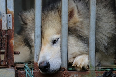 犬の外飼いや繋ぎっぱなしの規制に向けて、5,612件の署名と要望書を「犬猫の殺処分ゼロをめざす動物愛護議員連盟」に提出のアイキャッチ画像