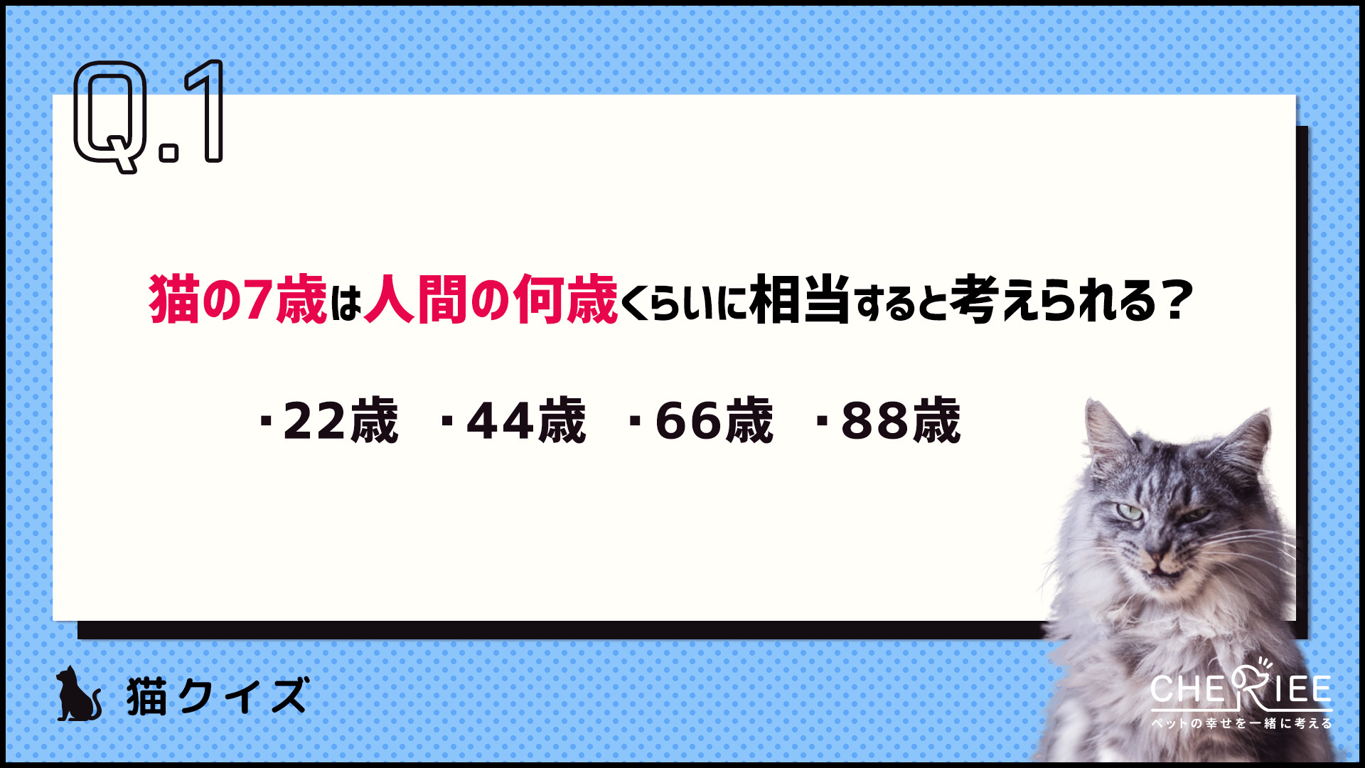 【クイズ】少しでも早く気づきたい！猫の老化のサインとは