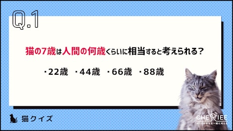 【クイズ】少しでも早く気づきたい！猫の老化のサインとはのアイキャッチ画像