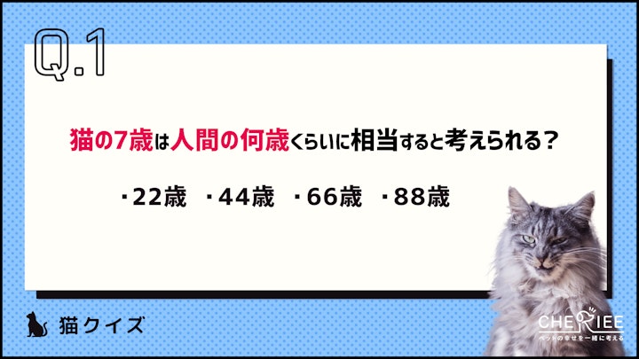 【クイズ】少しでも早く気づきたい！猫の老化のサインとはのアイキャッチ画像