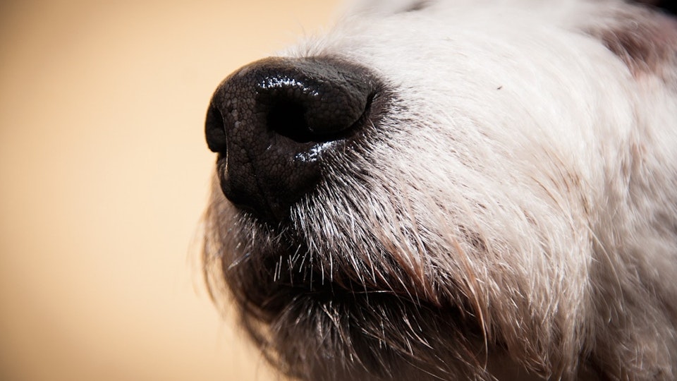 なんと発見率はほぼ100%!?「がん探知犬」とは。