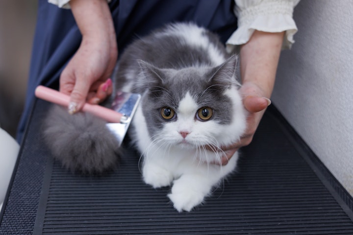 トリミング,ペットホテル,多頭飼育,お手入れ,シャンプー,子猫,シニア猫,ストレス