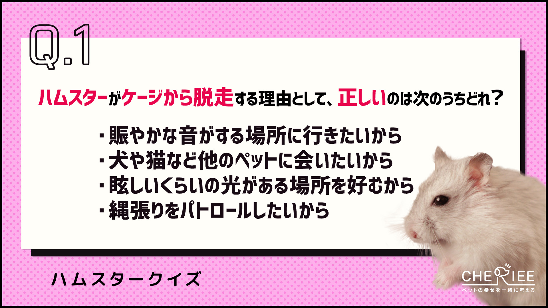 【クイズ】ハムスターが脱走した！捕まえ方と防止策を学ぼう