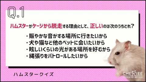 【クイズ】ハムスターが脱走した!捕まえ方と防止策を学ぼうのアイキャッチ画像