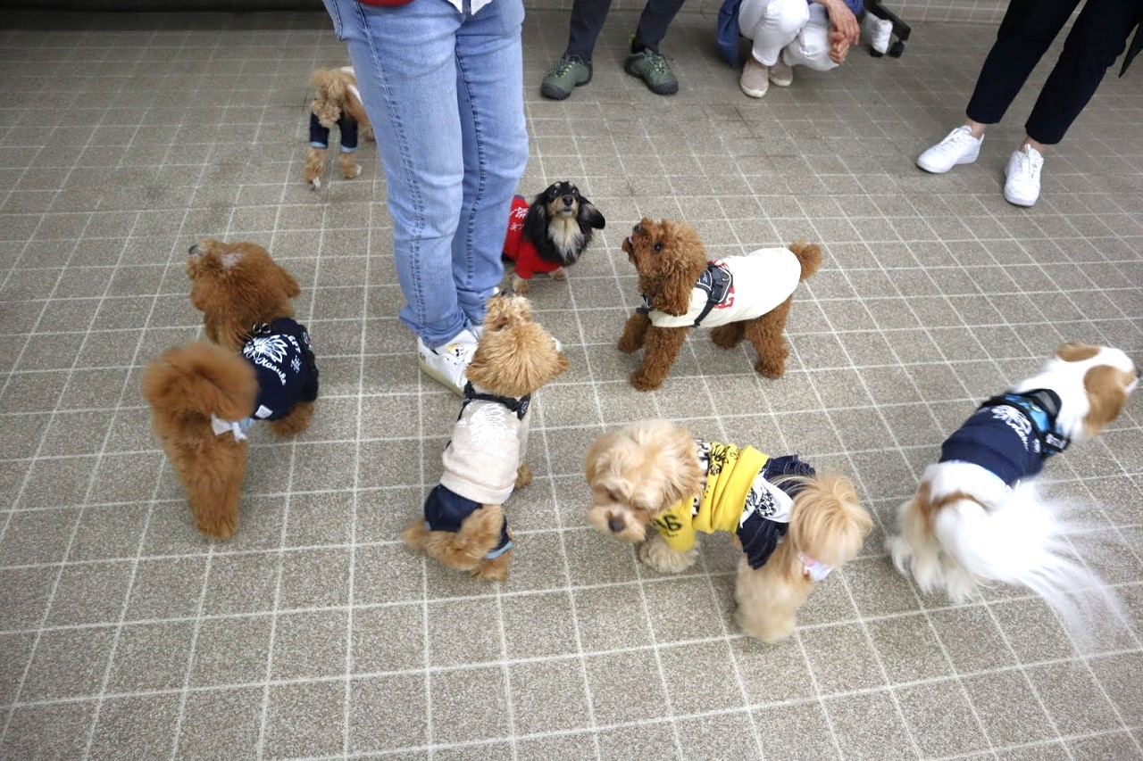 天気に左右されない！都内でおすすめの室内ドッグラン10選