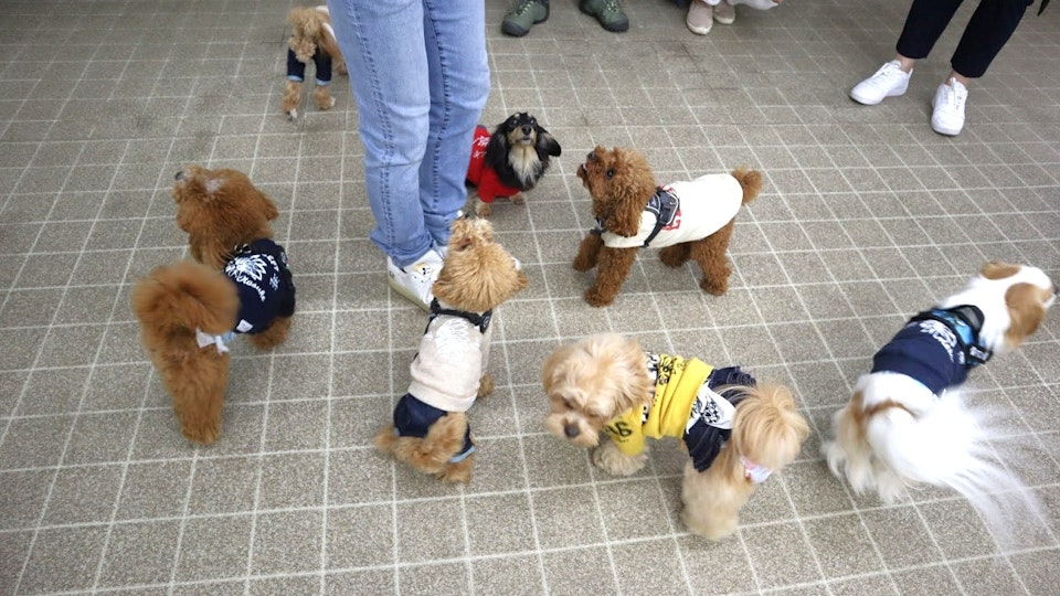 天気に左右されない!都内でおすすめの室内ドッグラン10選