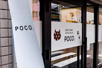 【東京・江東】猫専門のトリミングサロン&ホテル「POCO.」さんにインタビューのアイキャッチ画像