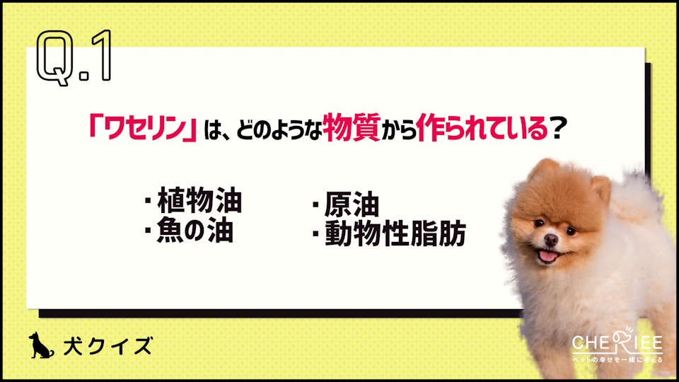 【クイズ】ワセリンを使った肉球ケア!冬の乾燥から愛犬を守る