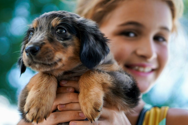 犬,子ども,人畜共通感染症,咬傷事故