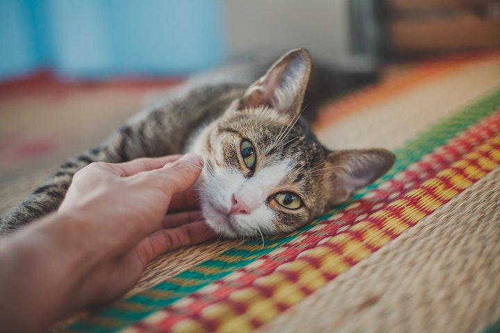 猫,避妊手術,去勢手術,健康診断,幸せ