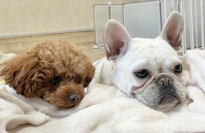 脱・お手入れ嫌い!愛犬のためにやっておきたい慣れ5選のアイキャッチ画像