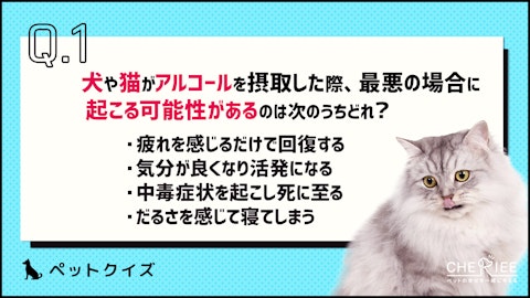 【クイズ】犬や猫にとってアルコールは危険!特に注意したい状況は?のアイキャッチ画像
