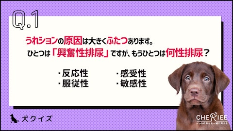 【クイズ】うれションは治る?原因を正しく知って対策しよう!のアイキャッチ画像