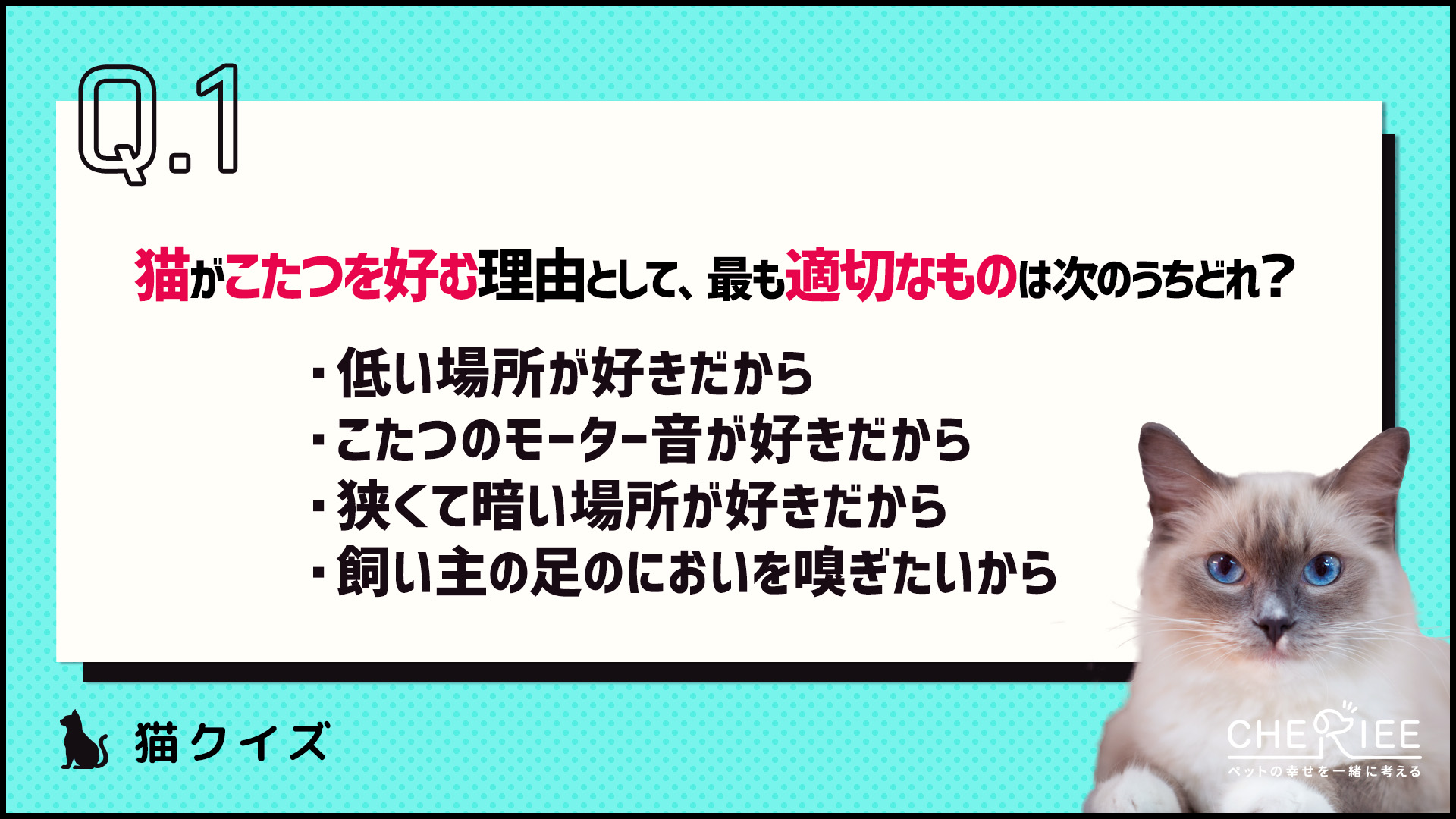 【クイズ】こたつ好きの猫のために！注意点や安全な使用方法を学ぼう