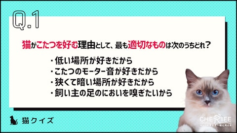 【クイズ】こたつ好きの猫のために！注意点や安全な使用方法を学ぼうのアイキャッチ画像