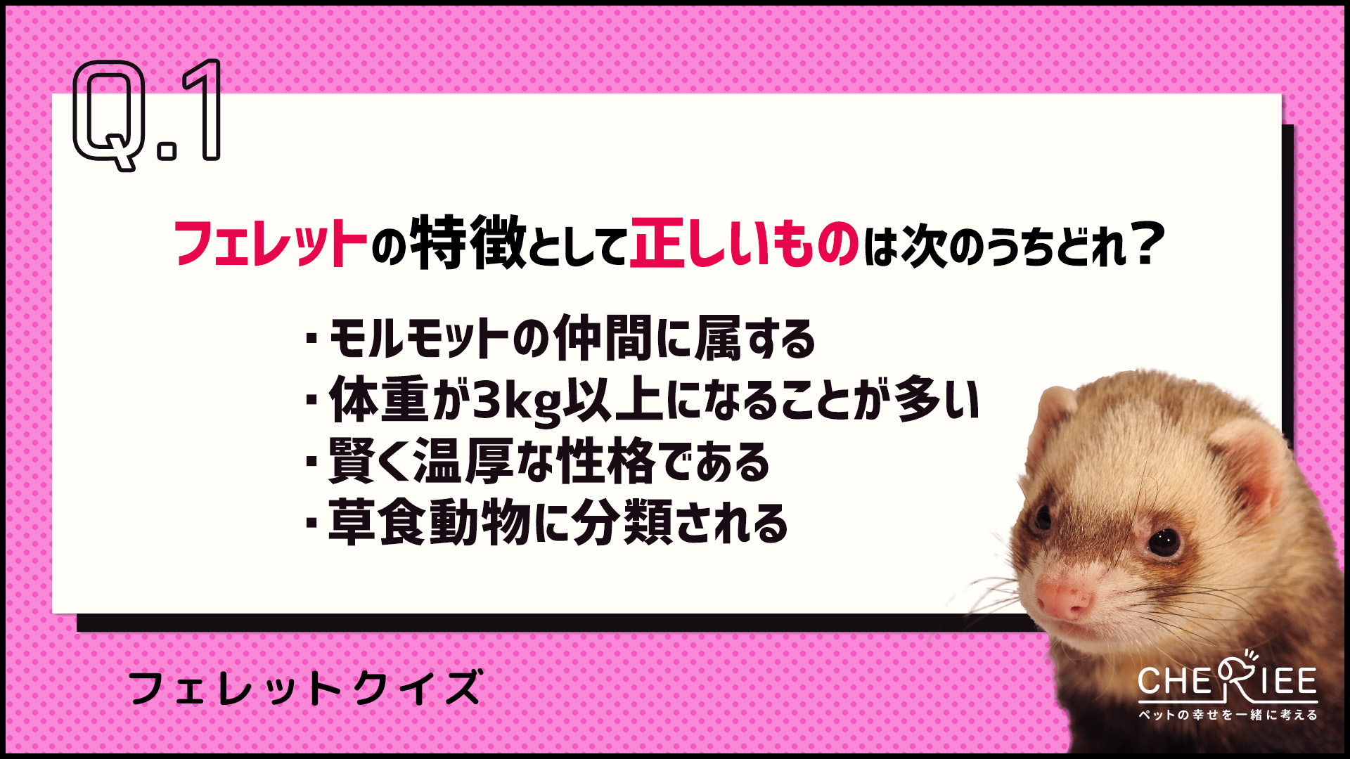 【クイズ】フェレットってどんな動物？その魅力や特徴を紹介