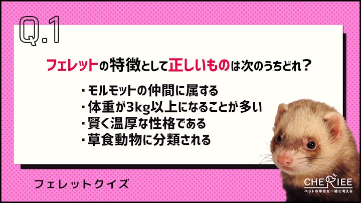 【クイズ】フェレットってどんな動物？その魅力や特徴を紹介のアイキャッチ画像