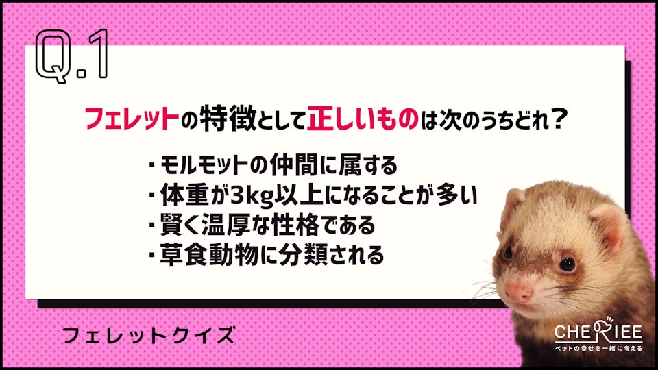 【クイズ】フェレットってどんな動物?その魅力や特徴を紹介