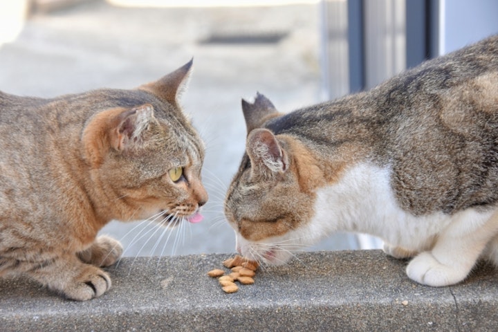 おやつ,カロリー,主食,療養食,トレーニング,フード,