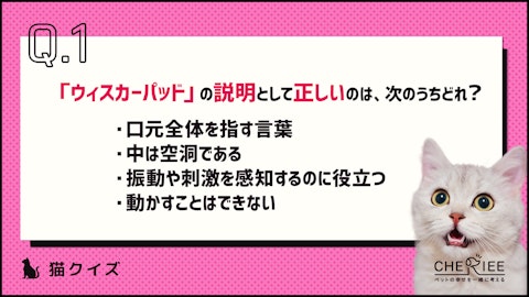 【クイズ】猫の「ウィスカーパッド」ってなに?その重要な役割とはのアイキャッチ画像