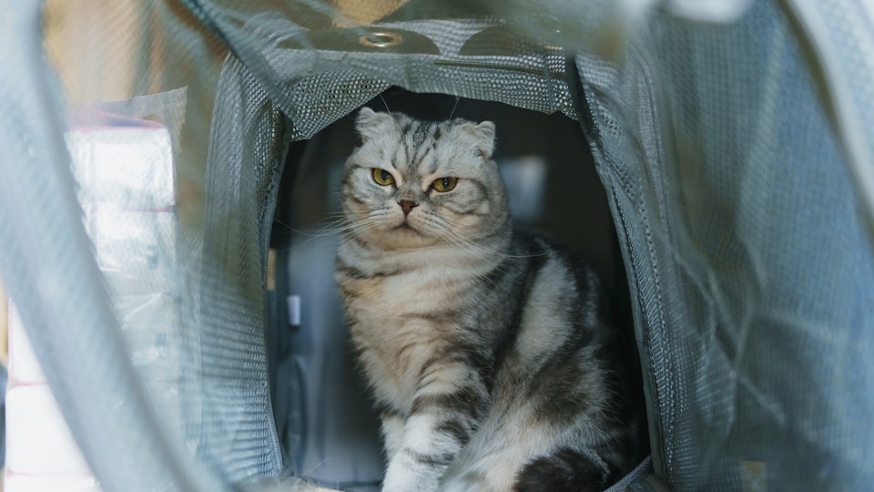 猫を災害から守りたい!飼い主さんも安全・安心な防災を