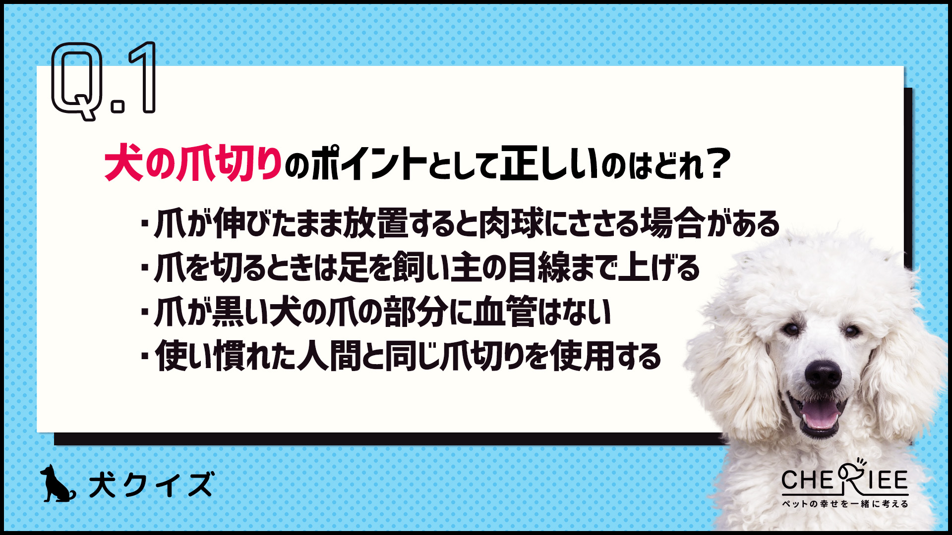 【クイズ】自宅でもできる愛犬のお手入れのポイントとは？