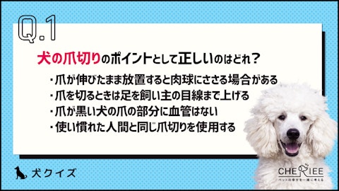 【クイズ】自宅でもできる愛犬のお手入れのポイントとは?のアイキャッチ画像